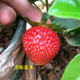 妙香七號(hào)草莓草莓苗溫室培育技術(shù)