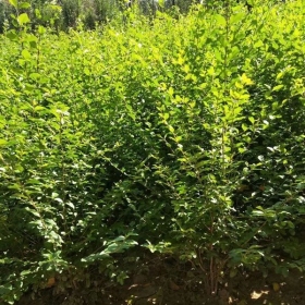 江苏小叶女贞球价格 小叶女贞球种植基地