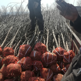 3公分苹果树基地 4公分红富士苹果树批发