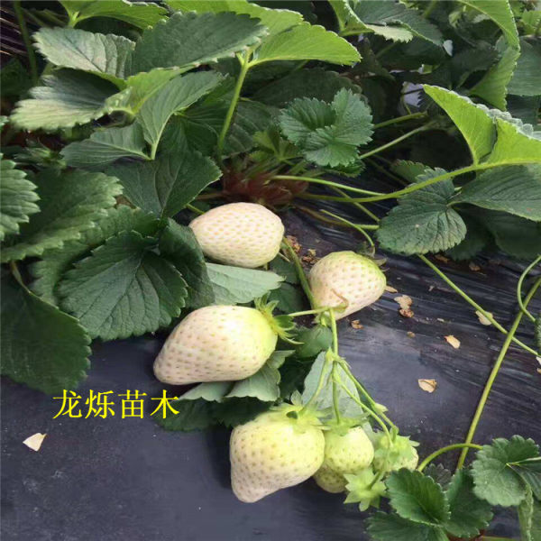 小白草莓草莓苗