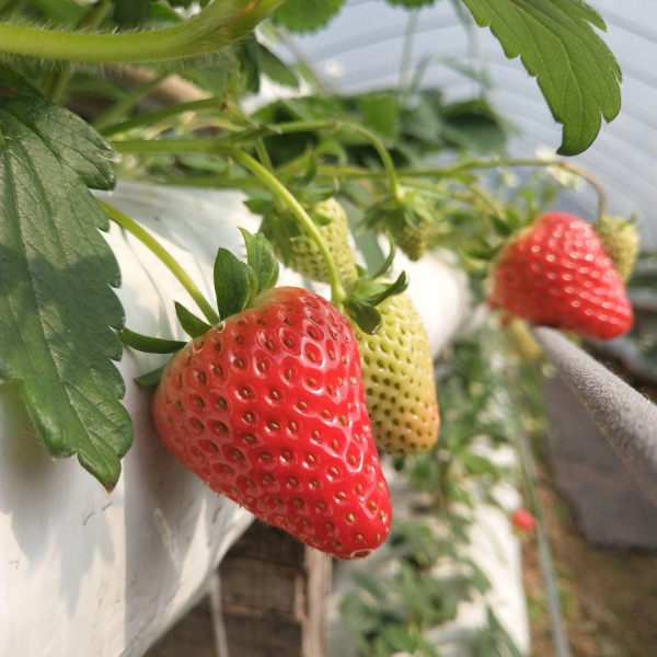 京藏香草莓草莓苗