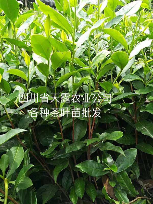 竹溪茶苗