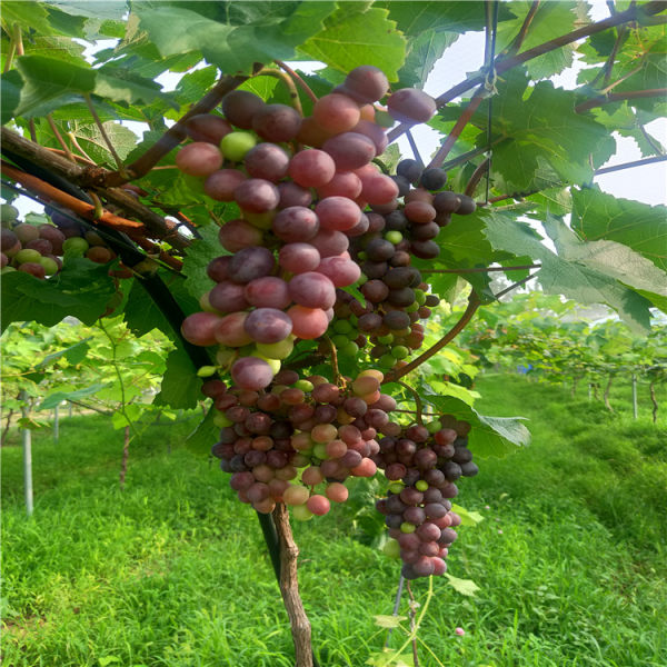 葡萄樹(shù)苗