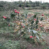 哪里出售山楂樹苗 實生山楂苗價格多少錢 甜紅子山楂苗出售