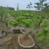 黑松造型盆景，临沂现货供应