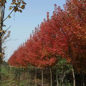 郑州红点红枫价格 郑州红点红枫基地批发