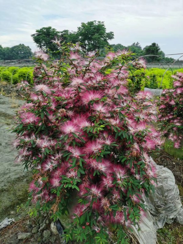 香水合欢