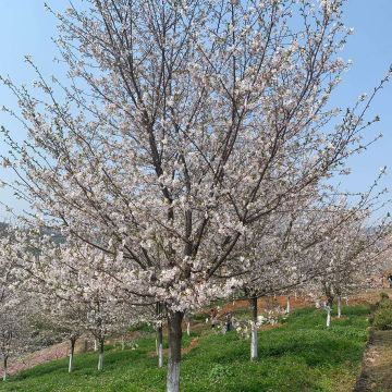 染井吉野