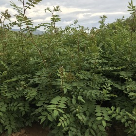 一年生花椒苗 山西花椒小苗价格多少钱一棵？