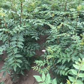 山西2年生花椒苗 基地花椒小苗多少钱 花椒苗种植基地