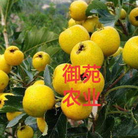 甜黃山楂產(chǎn)量怎么樣，黃果山楂多少錢一棵，山楂種植技術(shù)指導(dǎo)