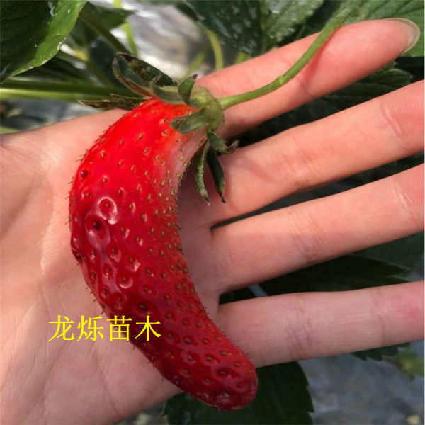 香蕉草莓草莓苗