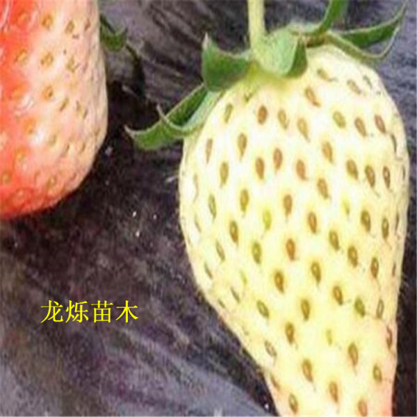 小白草莓草莓苗