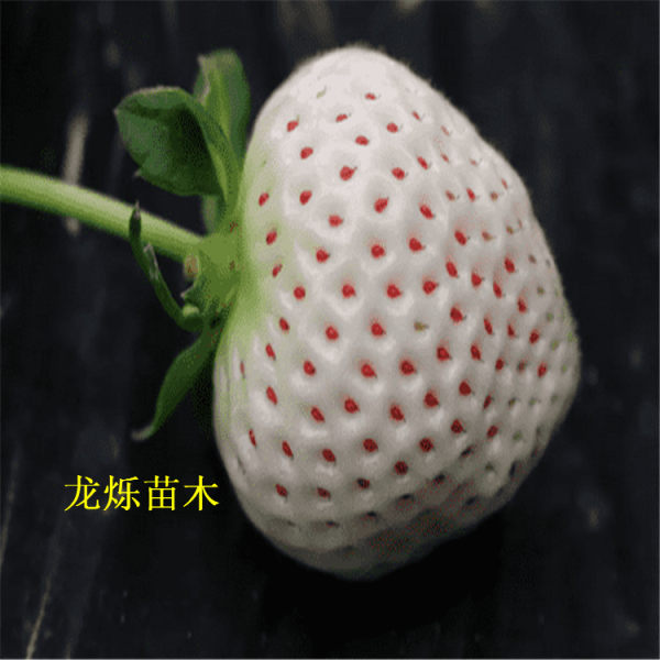 小白草莓草莓苗