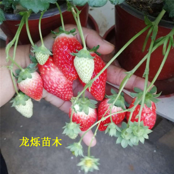 佐贺清香草莓苗