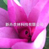 天子玉蘭，加拿大紫玉蘭，加拿大紅玉蘭，進(jìn)口新品種三季開花玉蘭