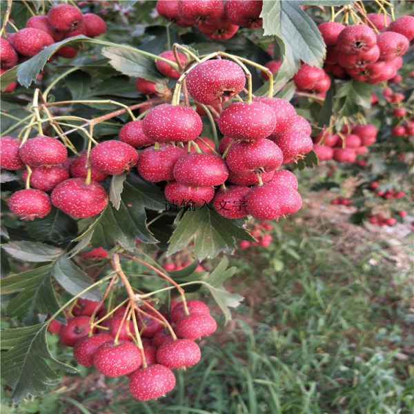 山楂樹(shù)苗