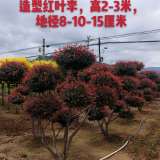 3米高紅葉李造型樹 精品紅葉李造型樹 地徑10公分