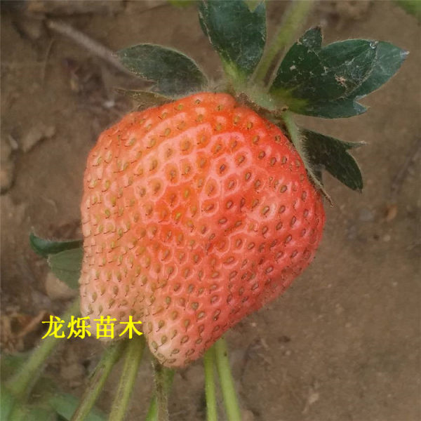 豐香草莓草莓苗