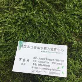 供應(yīng)純天然野生青苔草 鮮苔蘚200噸