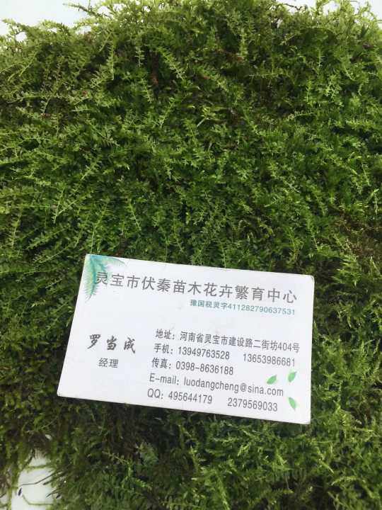 純天然野生青苔草 鮮苔蘚