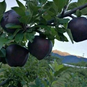 黑苹果品种介绍黑苹果苗价格黑苹果苗哪有卖的