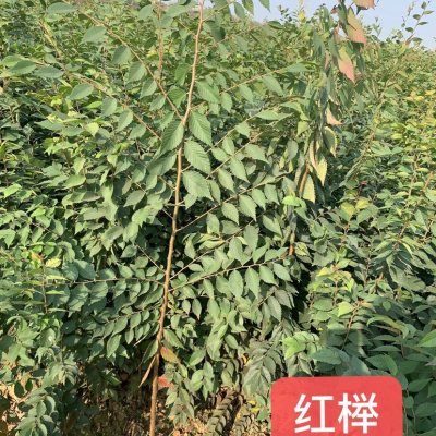 直銷80-250公分高紅櫸小苗