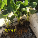 京桃香草莓草莓苗现蕾期温度管理技巧