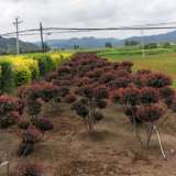 2-3米造型紅葉李 東北紅葉李造型樹上車價(jià) 便宜出售