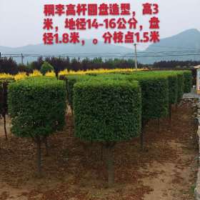 辽宁基地批发3米稠李高杆圆盘造型 稠李造型树价格