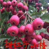 甜紅子山楂苗價(jià)格及報(bào)價(jià)山楂苗推薦果碩苗木山楂苗多少錢一棵