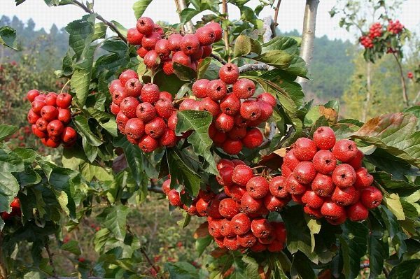 甜紅子大金星山楂