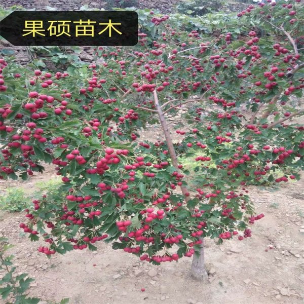 甜紅子山楂苗