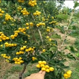 黄果山楂品种介绍黄果山楂成熟期泰安果硕苗山楂苗基地