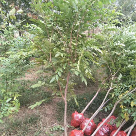 三季紫藤多少錢？哪里有三季開花的紫藤苗，適合做花廊的綠植