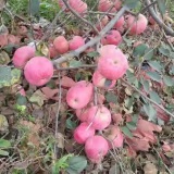 山東紅富士蘋果苗基地價格，蘋果苗基地種植技術