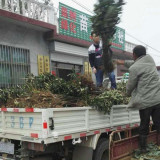 苹果苗图片，新品种苹果苗什么时候栽好