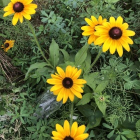 优质黑心菊种子 松果菊 万寿菊 天人菊种子快寄全国