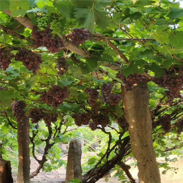 葡萄樹(shù)苗