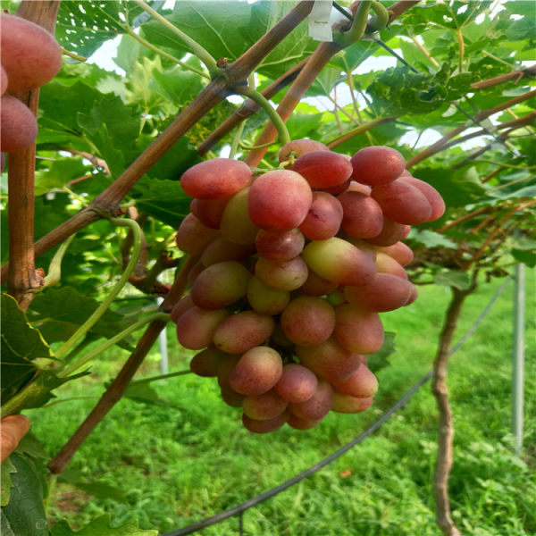 葡萄樹(shù)苗