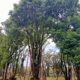 丛生香樟树报价 福建多杆香樟基地出售