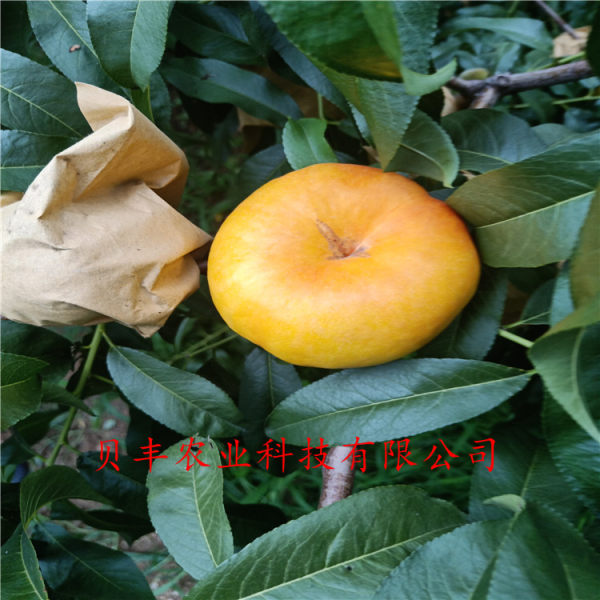 黃桃樹(shù)苗