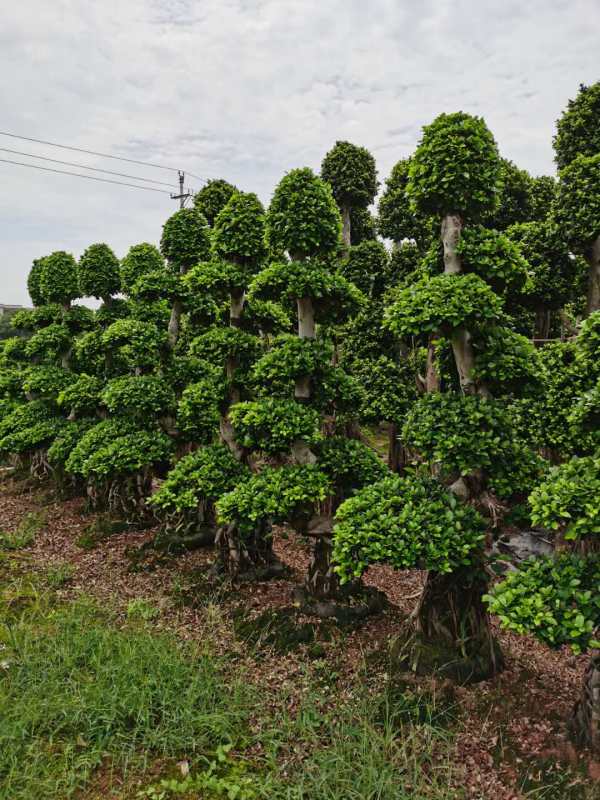 苗木供应 盆栽花卉 盆景盆花详情说明 成都郫都区小叶榕基地