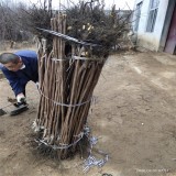 山東甜柿子苗種植基地 3公分柿子樹(shù)苗價(jià)格 田駿柿子苗