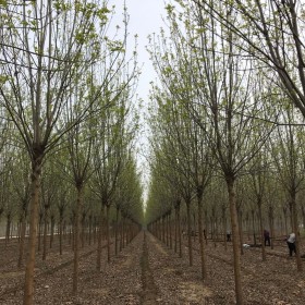 求购白蜡树苗 山东厂家供应白蜡地苗价格