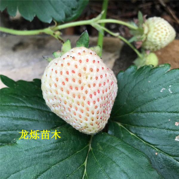 小白草莓草莓苗