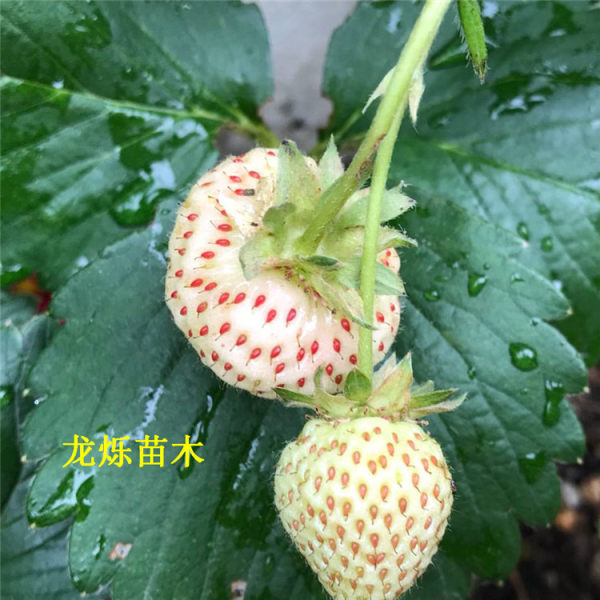 小白草莓草莓苗