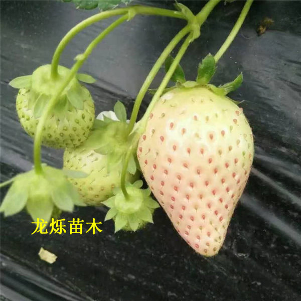 小白草莓草莓苗