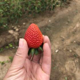 红颜草莓苗基地 山东红颜草莓苗种植基地多少钱