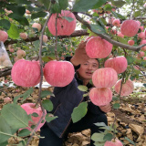 紅富士蘋果苗  2公分富士蘋果一棵多少錢